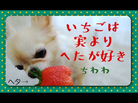 せっかくの大きいイチゴなのに🍓実よりヘタを食べるチワワ🐶