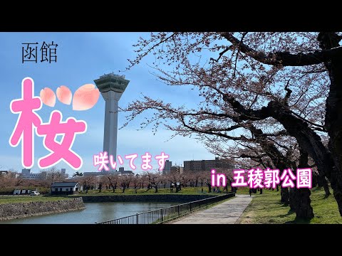 【五稜郭公園】観測史上2番目に早い開花宣言