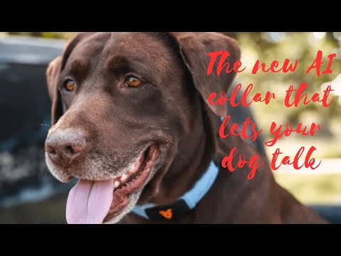 The new AI collar that lets your dog talk