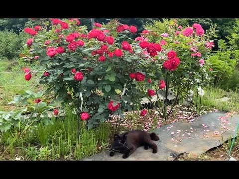 今日美景：玫瑰，还是玫瑰！小灰花丛中酣睡…