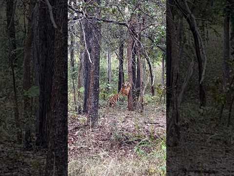 When tigers scratch trees, it’s a way of saying, “Hey, this area is mine!”  #wildlife #shorts #tiger