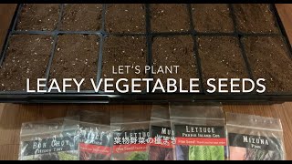 【 Let’s plant leafy vegetable seeds 】葉物野菜の種まき