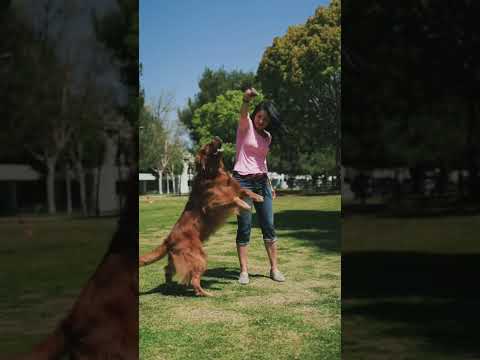 Dog playing with a girl in garden / dog short videos/ cute dog video #shorts #dog #puppy