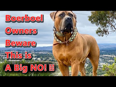 10 Things You Should Never ❌ Do With A Boerboel Dog❗