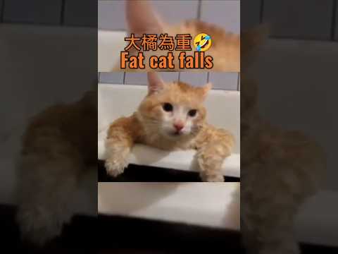 Fat cat falls #cat #funny #cute 胖貓跌倒 #萌系 #貓 #可愛 #貓咪 #橘