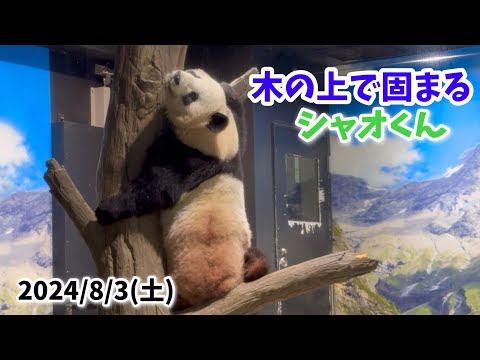 【木の上で固まるシャオくん🐼＆盛り盛りご飯のレイちゃん🌿】〜2024/8/3(土)上野動物園〜