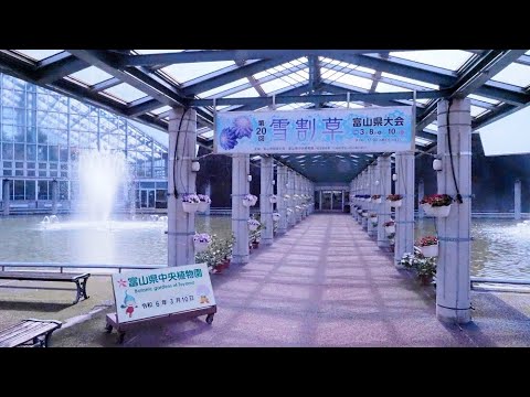 2024310　第２０回雪割草富山県大会　富山県中央植物園