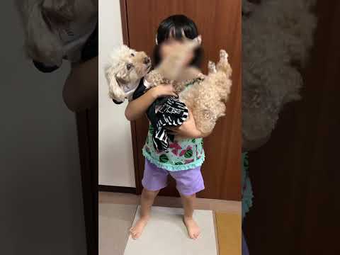 犬と筋トレはじめました #トイプードル #dog #いぬ#筋トレ