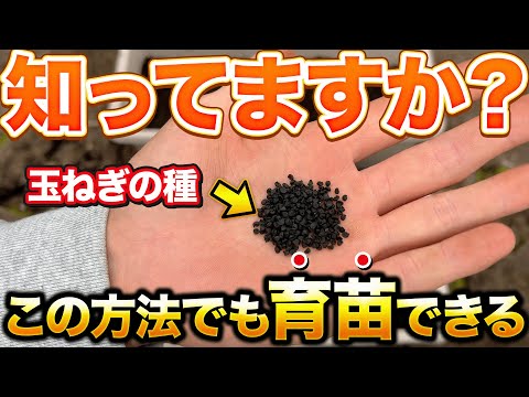 【めっちゃ楽】玉ねぎの種まきが効率的になるやり方。メリットとデメリットも教えます