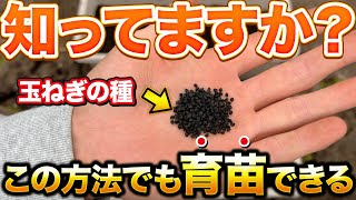 【めっちゃ楽】玉ねぎの種まきが効率的になるやり方。メリットとデメリットも教えます