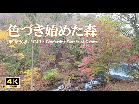 色づき始めた森：川のせせらぎ / リラクゼーション 臨場感【自然音,ASMR,4K,relaxing  nature sounds】