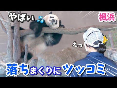 【パンダアイドル楓浜】どうしたふうひん⁉️何度も落下しイライラ💢マックスに🐼