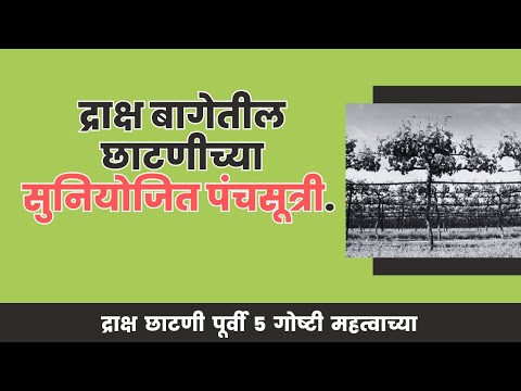 shrihari ghumare | द्राक्ष  बागेतील छाटणीच्या सुनियोजित पंचसूत्री.