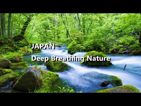 Welcome to the most beautiful mountain stream in Japan, overflowing with natural beauty