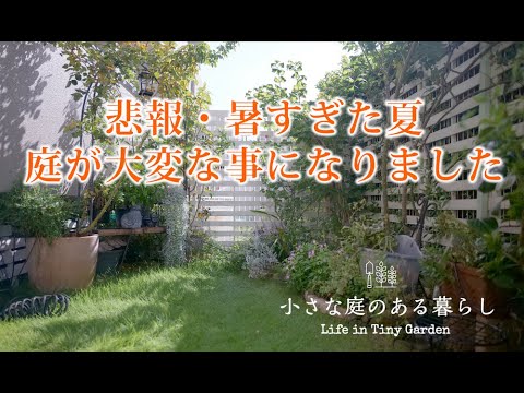 ガーデニング Vlog｜悲報・・・暑すぎた夏小さな庭が大変な事になりました｜ 〜小さな庭のある暮らし 168〜Gardening ｜ Life in a tiny garden