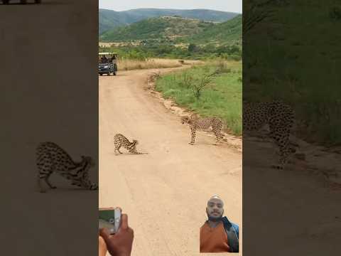 Cheetah vs big cat 🐈 #krugersightings #krugernationalpark #kruger #greaterkruger #animals #comedy