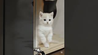 #catvideo #cat #catsnkittens #aptrending #aptchallenge #cutecatshorts #shortsfunny #shortsfeed