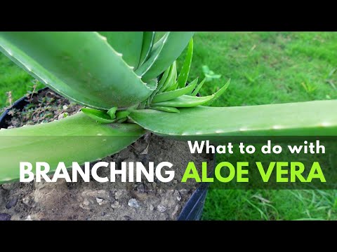 What To Do With Branching Aloe vera Plant