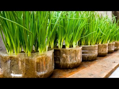 Useful Gardening Tips Vegetables on Balcony and Rooftops at Home for Beginners