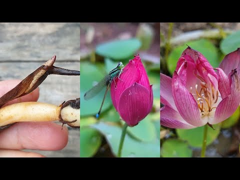 I grow the mini lotus in pot with lotus roots, bloom after 66 days