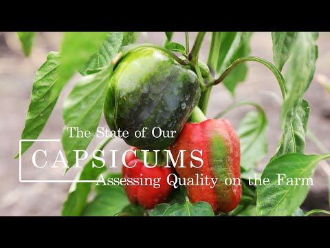 Assessing the Quality of Capsicums on the Farm #farming #capsicum