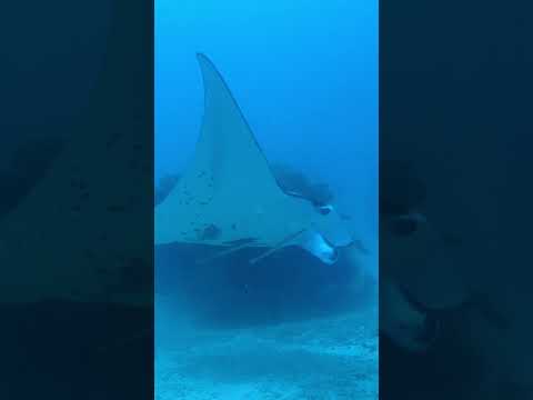 Who says fish can't fly? #mantarays manta #rajaampat #indonesia #diving