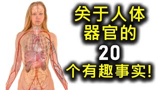 关于人体器官的 20 个有趣事实！