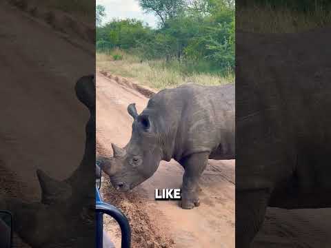 Giant Rhino Bull  #GiantRhino #SafariEncounter #WildlifeExperience #RhinoCloseUp #safariadventure