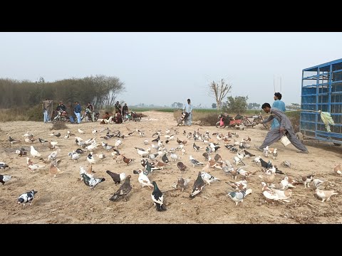 kabootar bazi in South Punjab Pakistani