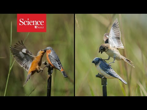 Plumage and song split two nearly identical birds into different species