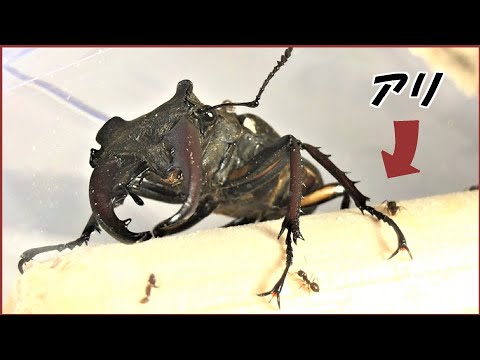 蟻戦争Ⅲ＃203 大量のアリに遭遇した「クワガタ」の末路。編～Stag and ants～