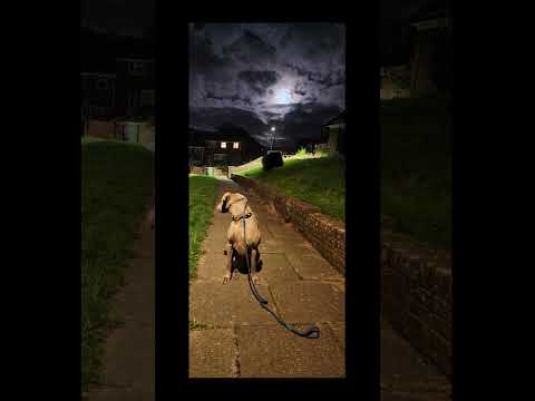 #dog #doglover #magical #moon #moonlight