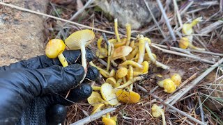 きのこ狩り　唐松林を彩るキヌメリガサを採って甘く味つけて食べてみたお話