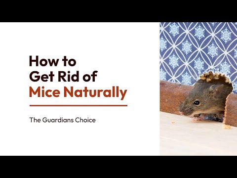 3 Ways to Get Rid of Mice Naturally | How to Get Rid of Mice Naturally | The Guardian's Choice