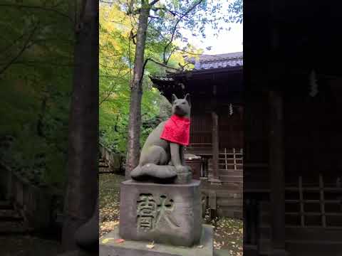 ※ここ港区の赤坂です。赤坂に勝海舟ゆかりの神社？！・Great nature in Tokyo's celebrity area　#short #shorts #shortvideo #散歩 #港区