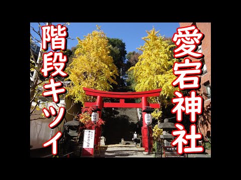 愛宕神社の出世の石段を上ってみたが出世できるのか！階段がキツいぞ！