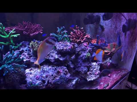 360g reef tank LED swap