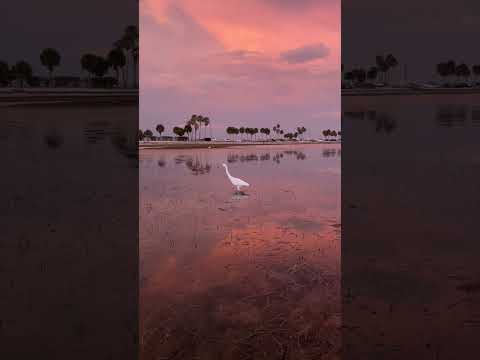 Florida Birds, Sunset, Natural lighting, no filters used