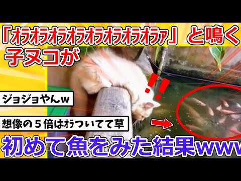 【2ch動物スレ】「オラオラオラァ」と鳴く子猫が初めて魚をた結果www