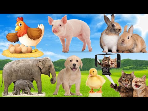 Animals living on the farm - Cows, Chickens, Ducks, Dogs, Cats...sounds of animals in the house