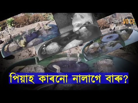 এনে এখন ঠাই যি ঠাইলৈ কোনোবা যাদি আহে মাজৰাতি,কোনোবা আকৌ আহে পুৱতি নিশাতেই? কিয় বাৰু ?