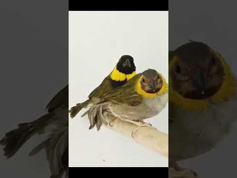 Cuban finch pair - Tiaris Canora