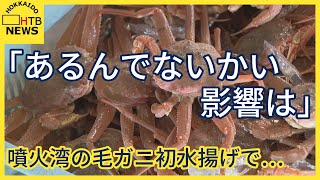 漁師「やっぱりあるんでないかい影響は。」…北海道の噴火湾で解禁となった毛ガニ漁　カゴには大量発生の…