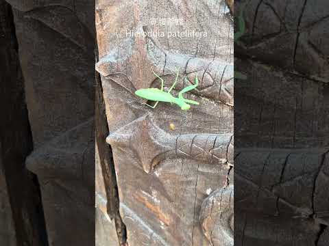 寬腹斧螳 Mantis staring at me!😆 #insect #wildlife #nature