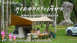 EP.39 ทุ่งดอกกระเจียว อุทยานแห่งชาติป่าหินงาม | จุดกางเต็นท์ | ชมลานหิน ผาสุดแผ่นดิน ชัยภูมิ