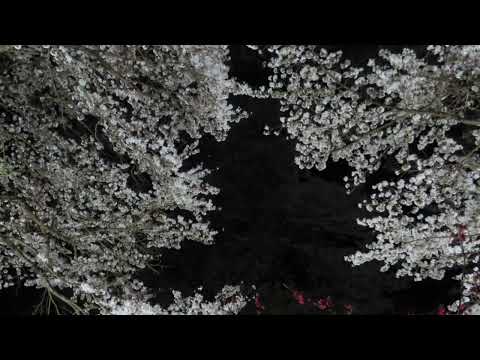 【桜便り】とうえいの桜