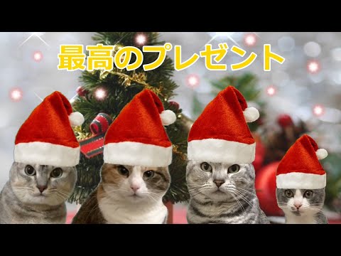 クリスマスの奇跡✨目を閉じれば…おしゃべりペット