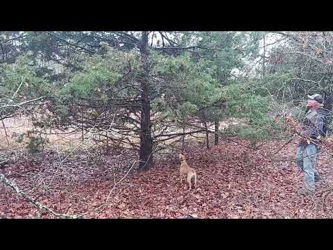 Dry Creek Hunting Dogs With Buck 12 1 2023