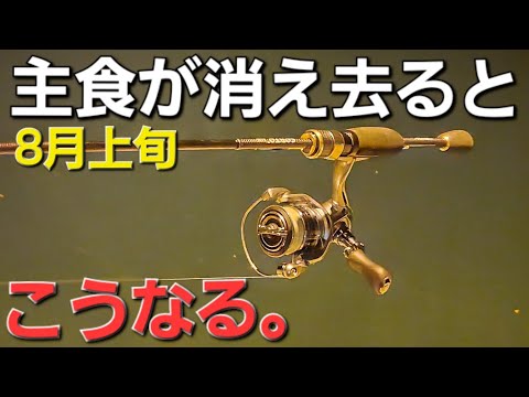 アジングとプランクトンの関係性。良型アジが連発する漁港でアジンガーさんが。