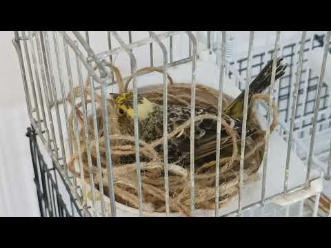 Breeding Canaries Ep. 2 - Eggs!